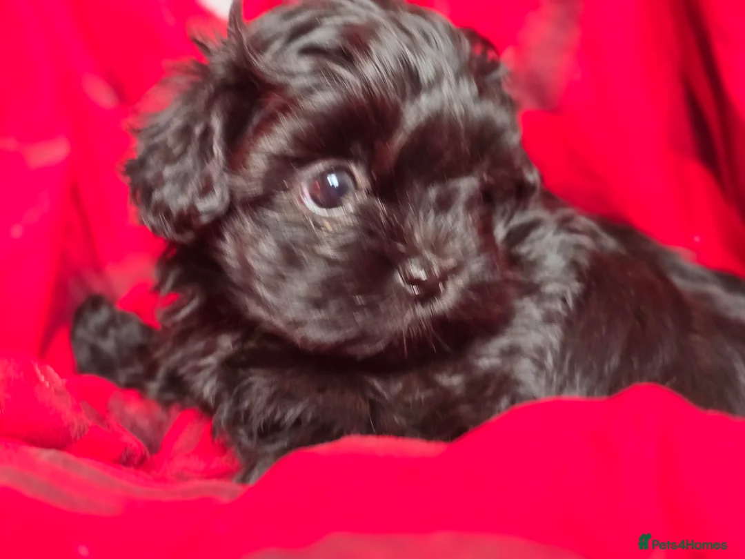 Havanese dogs for sale: Russkaya Tsvetnaya Bolonka- Rare,Devoted, Adorable - Advert 6