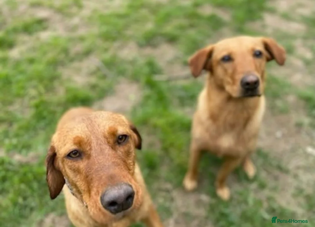 Labrador Retriever dogs for sale: THREE GORGEOUS LABRADORS READY TO GO NOW!! - Advert 4