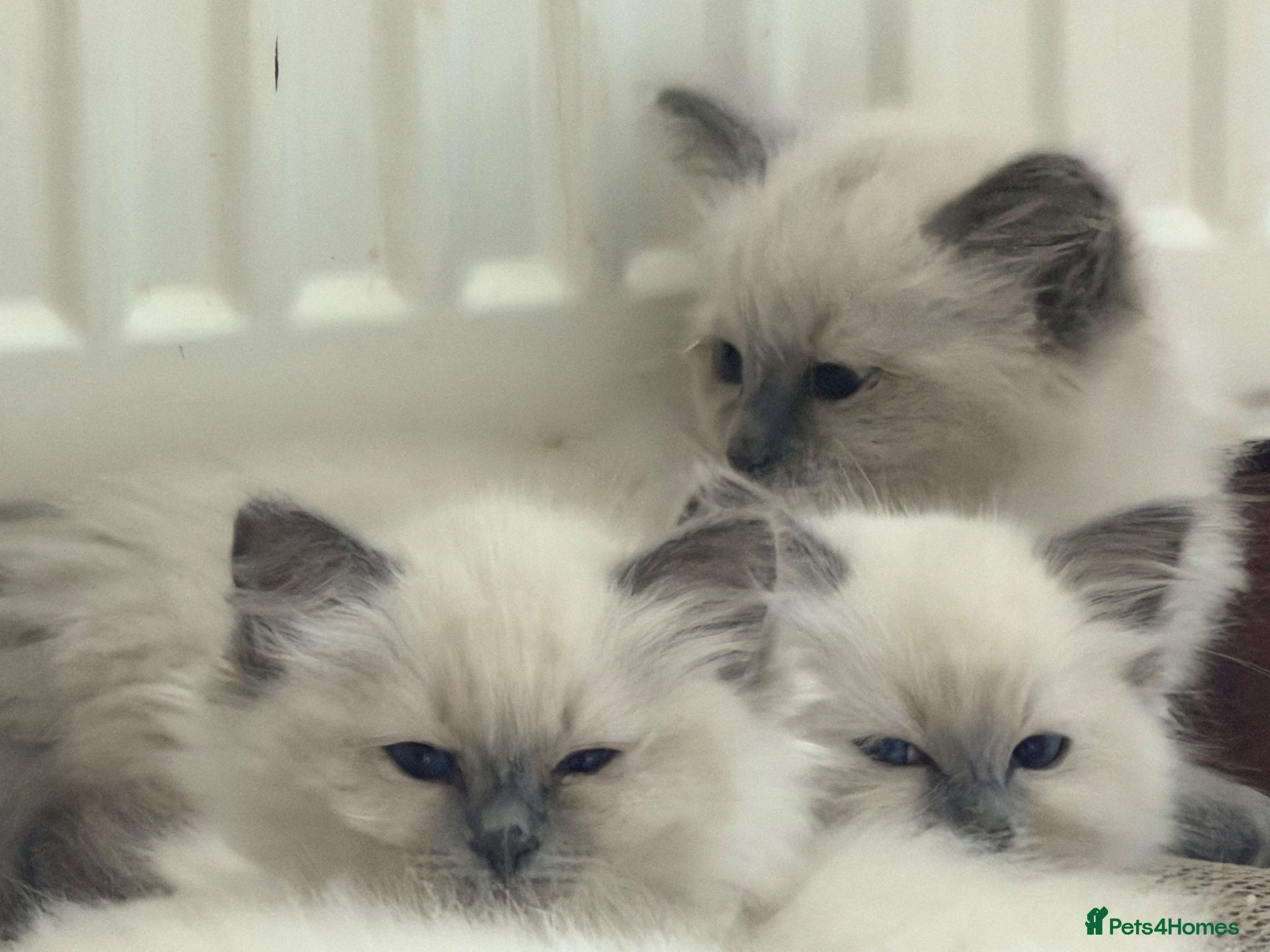 Ragdoll cats Adorable ragdoll kittens  - Advert 2