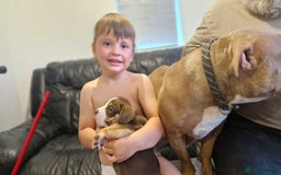 American Bully dogs for sale: Pocket bully bitch and male - Image 2
