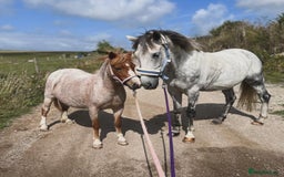 Welsh Section A horses for sale: Toni The Pony 10.3hh Mare 🦄 - Image 3