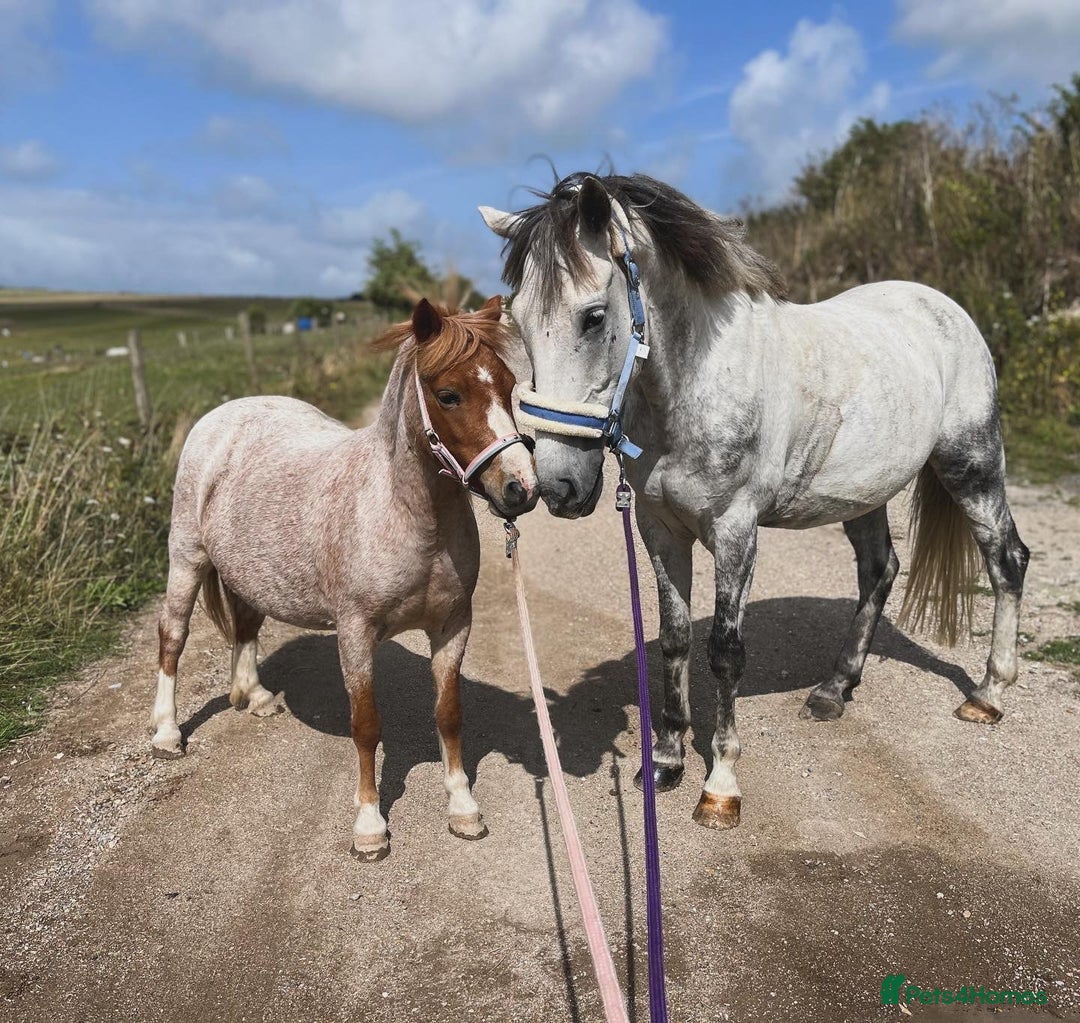 Welsh Section A horses for sale: Toni The Pony 10.3hh Mare 🦄 - Image 3