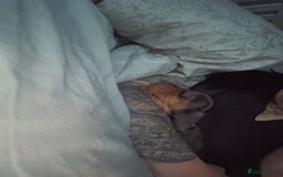 Miniature Dachshund dogs for sale: Dashhound puppy - Image 6