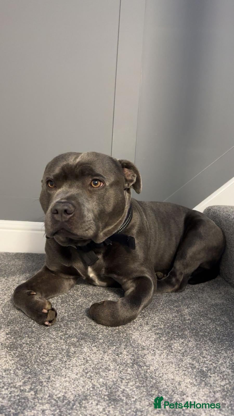 Staffordshire Bull Terrier dogs Blue Staffy for Stud - Advert 2