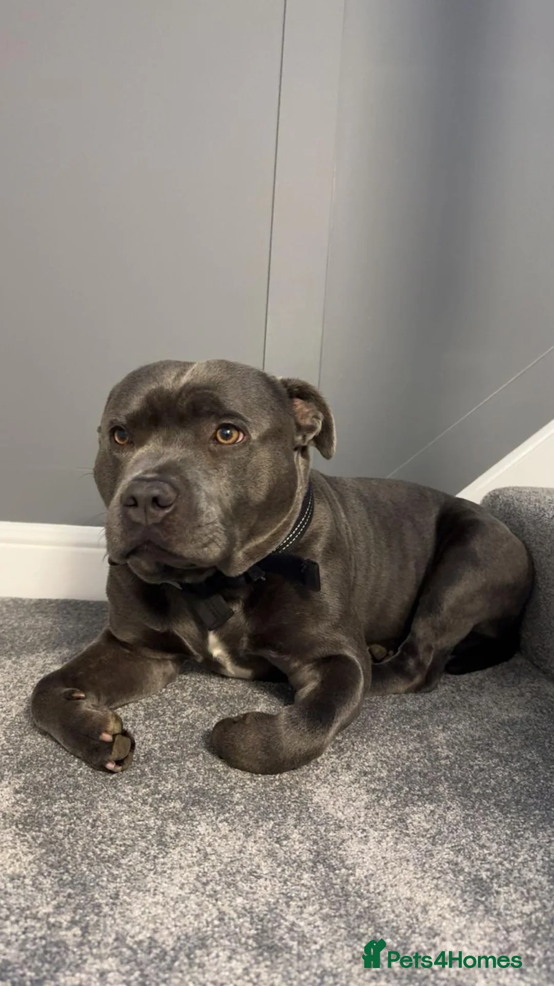 Staffordshire Bull Terrier dogs for stud: Blue Staffy for Stud - Advert 2