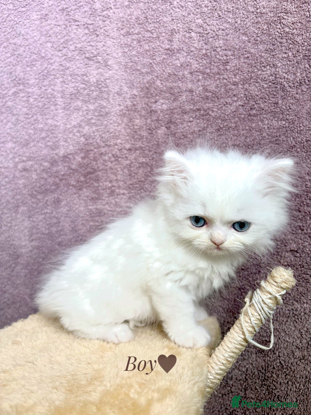 Persian cats for sale: Purebred Persian Kittens Rare White Coat&Blue Eyes - Image 10