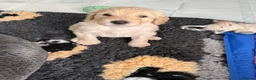 Double Doodle dogs for sale: Beautiful Golden St Bernadoodle Puppies for Sale  - Advert 6