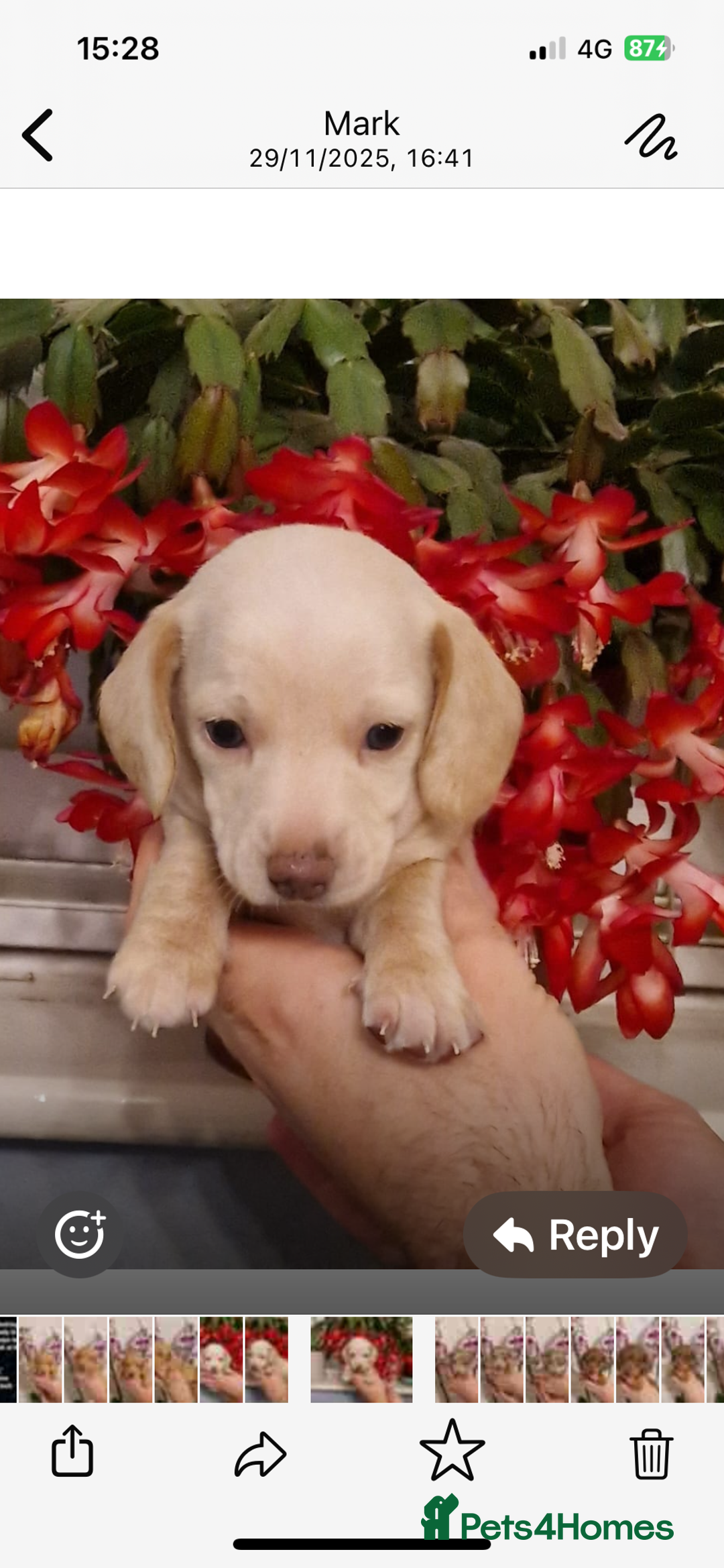 Miniature Dachshund dogs for sale: Miniature dachshund  - Advert 5