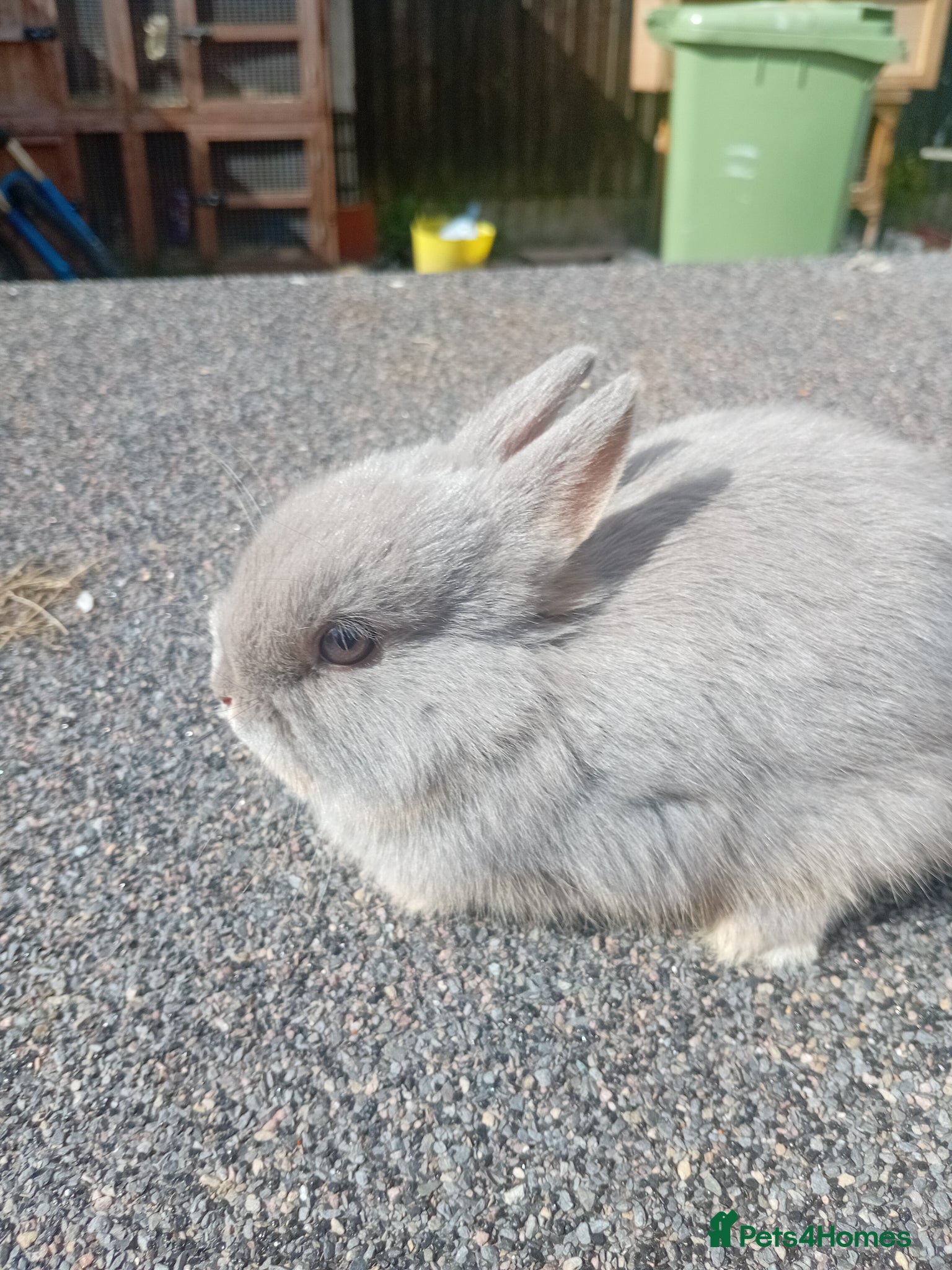 Netherland Dwarf rabbits Netherland dwarf babys  - Advert 1