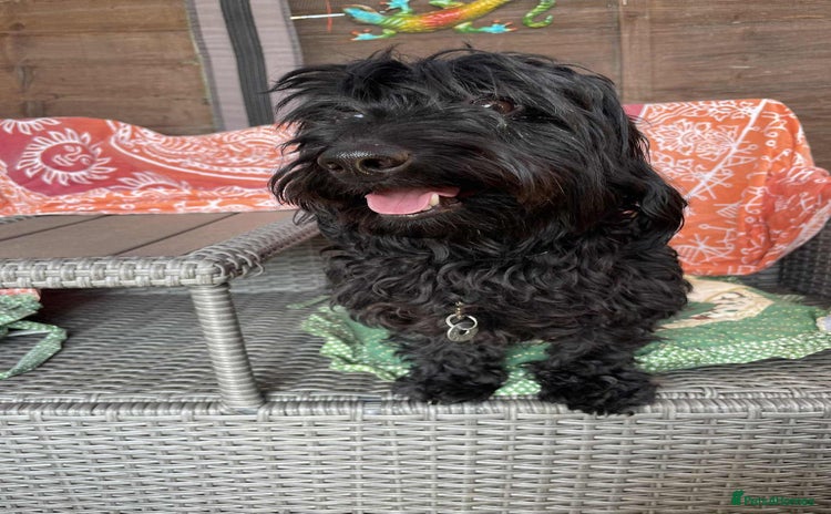 Mixed Breed dogs - Advert 4