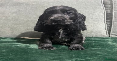 Cocker Spaniel dogs - Advert 4