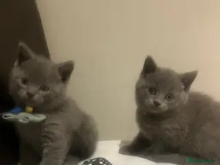 British Shorthair cats British Shorthair kittens - Advert 4