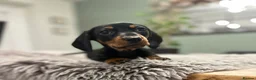 Miniature Dachshund dogs for sale: READY TO GO, 1 girl left! KC, PRA clear  - Advert 3
