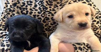 Labrador Retriever dogs 🖤 Labrador Puppies 💛 - Advert 8