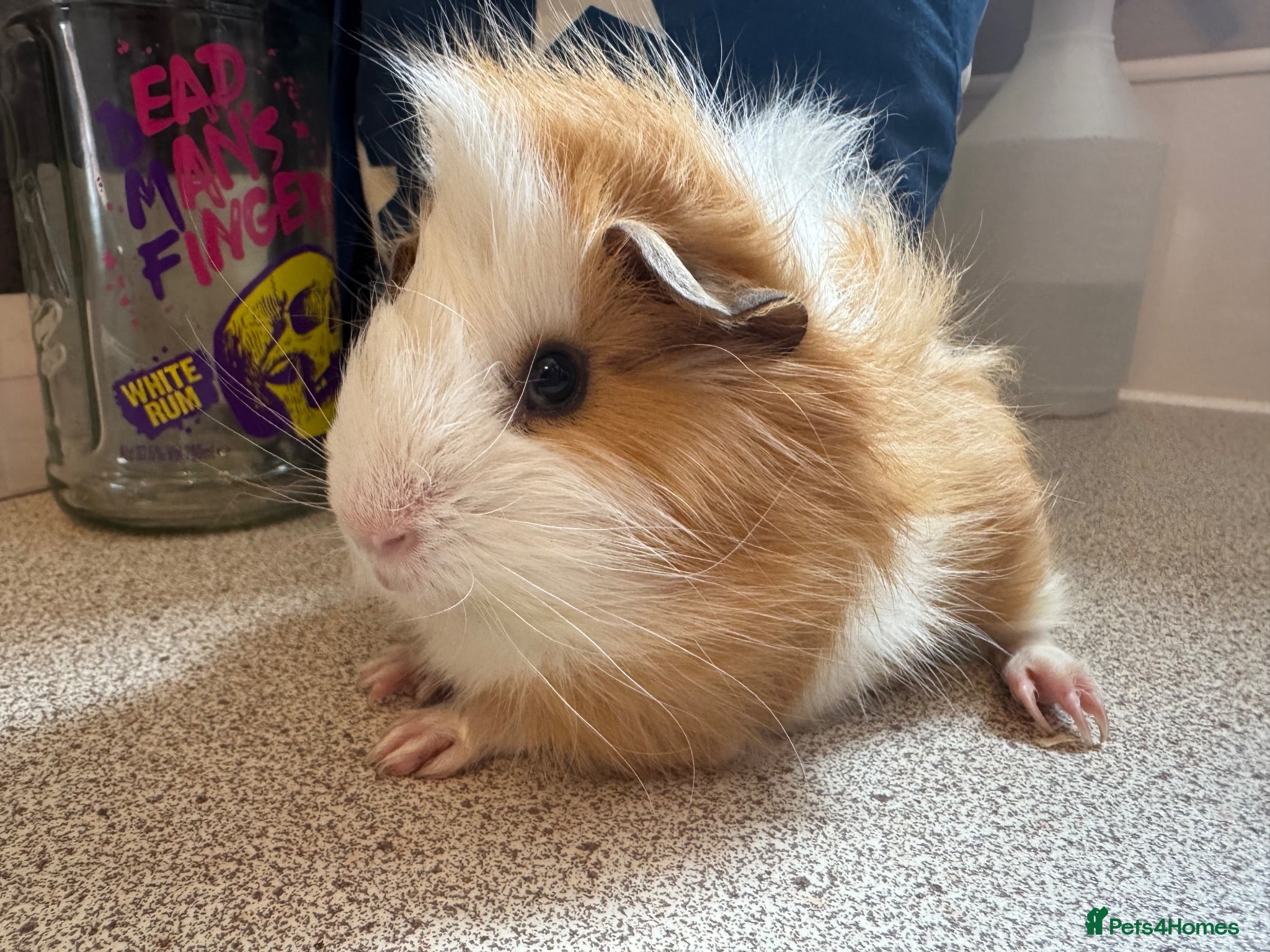 Guinea Pig rodents Beautiful baby piggies  - Advert 1