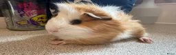 Guinea Pig rodents for sale: Beautiful baby piggies  - Advert 1
