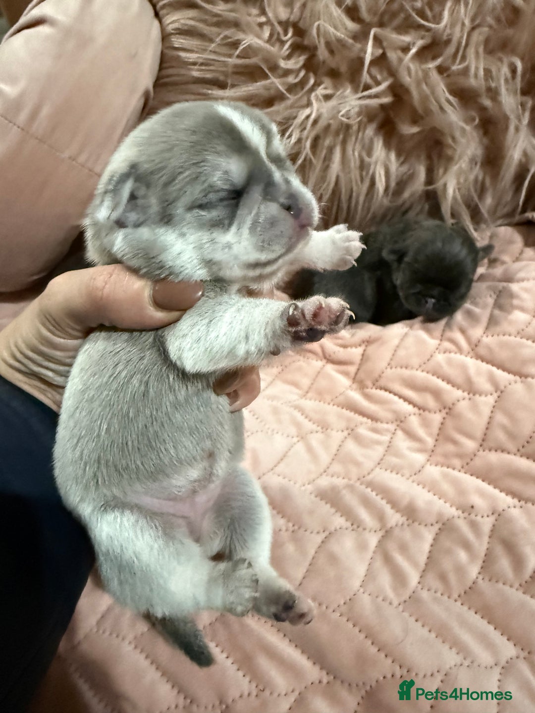 Pug dogs for sale: Rare coloured pug puppies available  - Advert 9