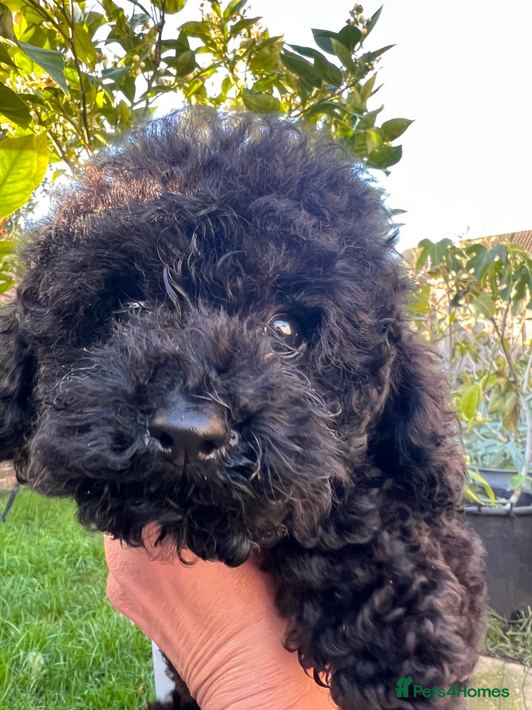 Toy Poodle dogs for sale: Toy Poodle (1 boy left to find their home) - Advert 8