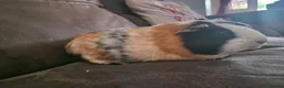 Guinea Pig rodents for sale: A pair of female guinea pigs - Advert 2