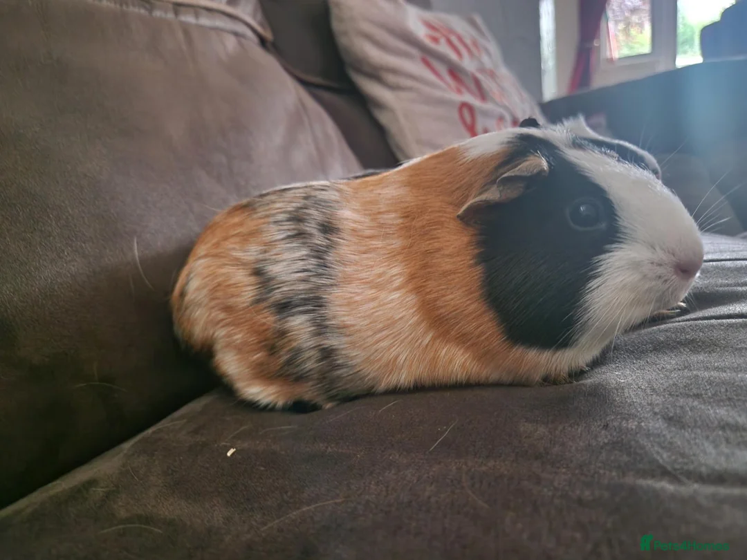 Guinea Pig rodents for sale: A pair of female guinea pigs - Advert 2