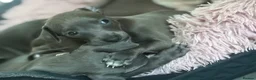 Italian Greyhound dogs for sale: Italian Greyhound Puppies - Advert 11