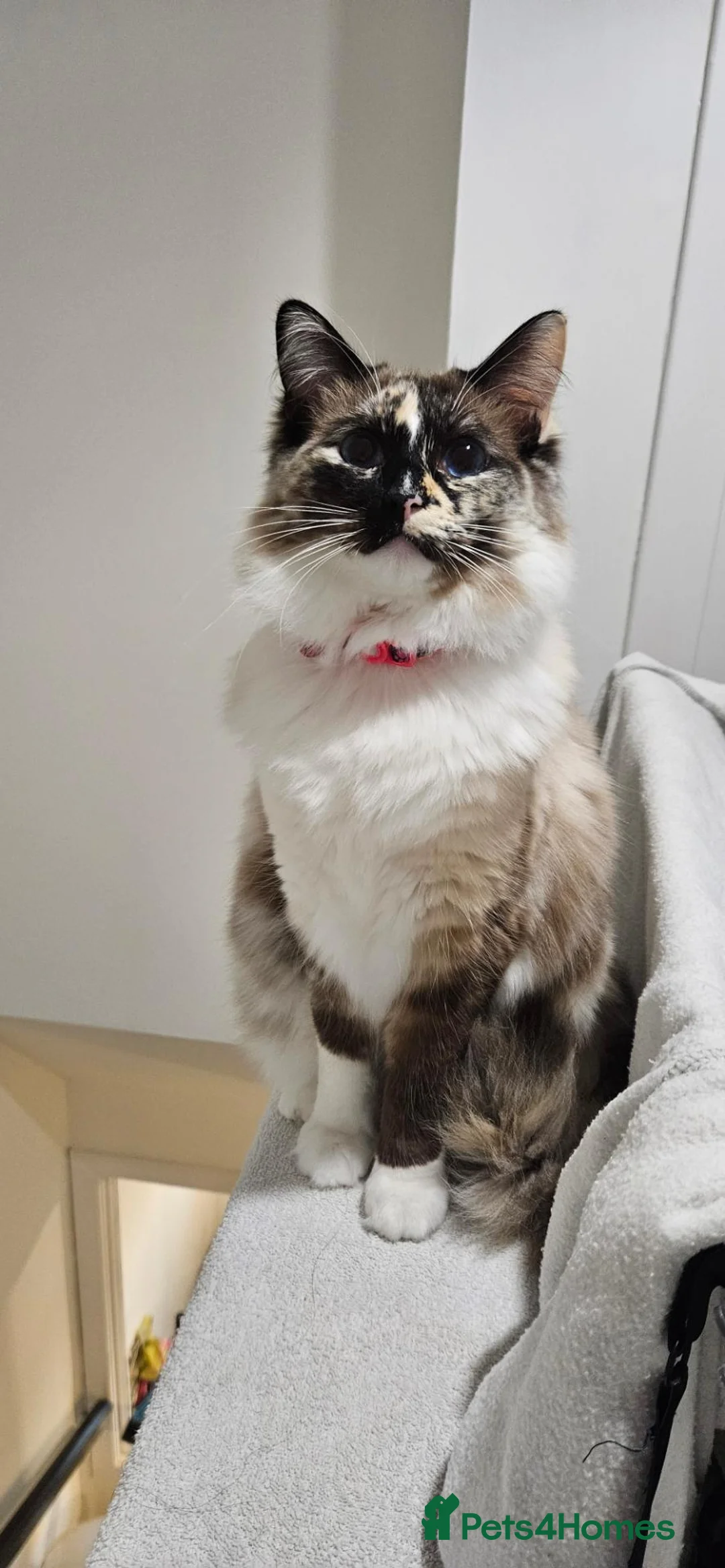 Ragdoll cats for sale: Beautiful Ragdoll cat 1 year old for sale in Montrose - Advert 4