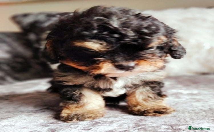 Cavapoo dogs - Advert 2