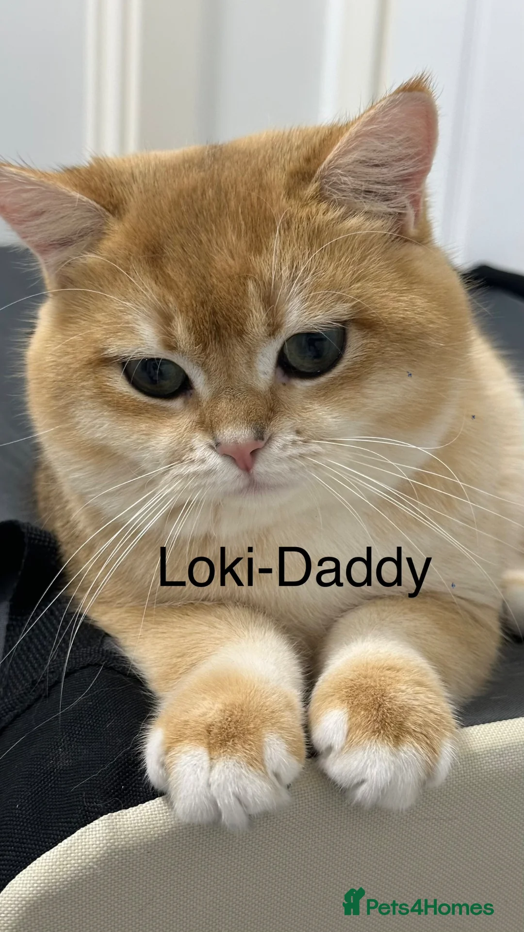 British Shorthair cats for sale: BSH Golden kittens from Champions Line 🏆 - Advert 2