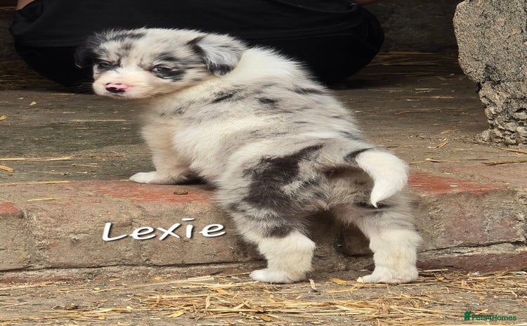 Border Collie dogs - Advert 2