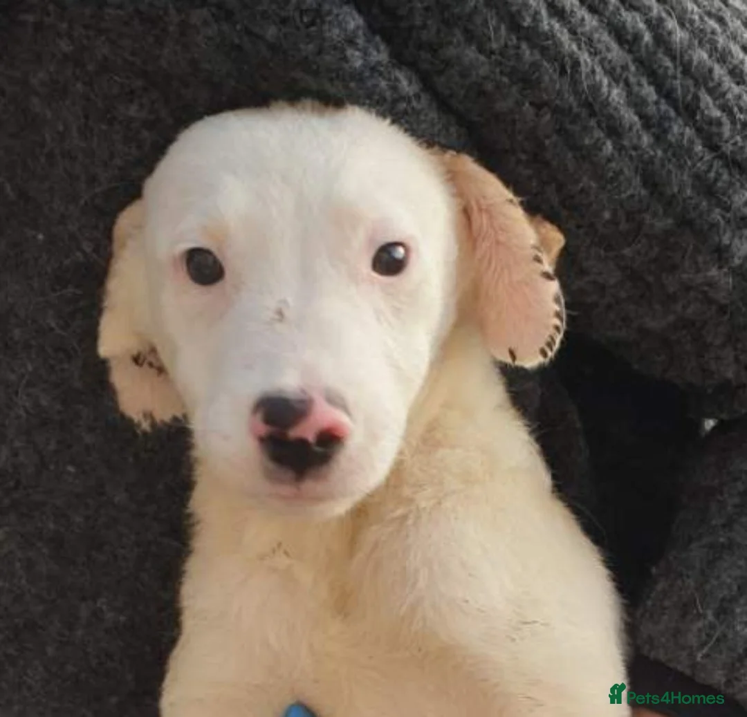 Mixed Breed dogs for adoption: Otis  in Ormskirk - Advert 2
