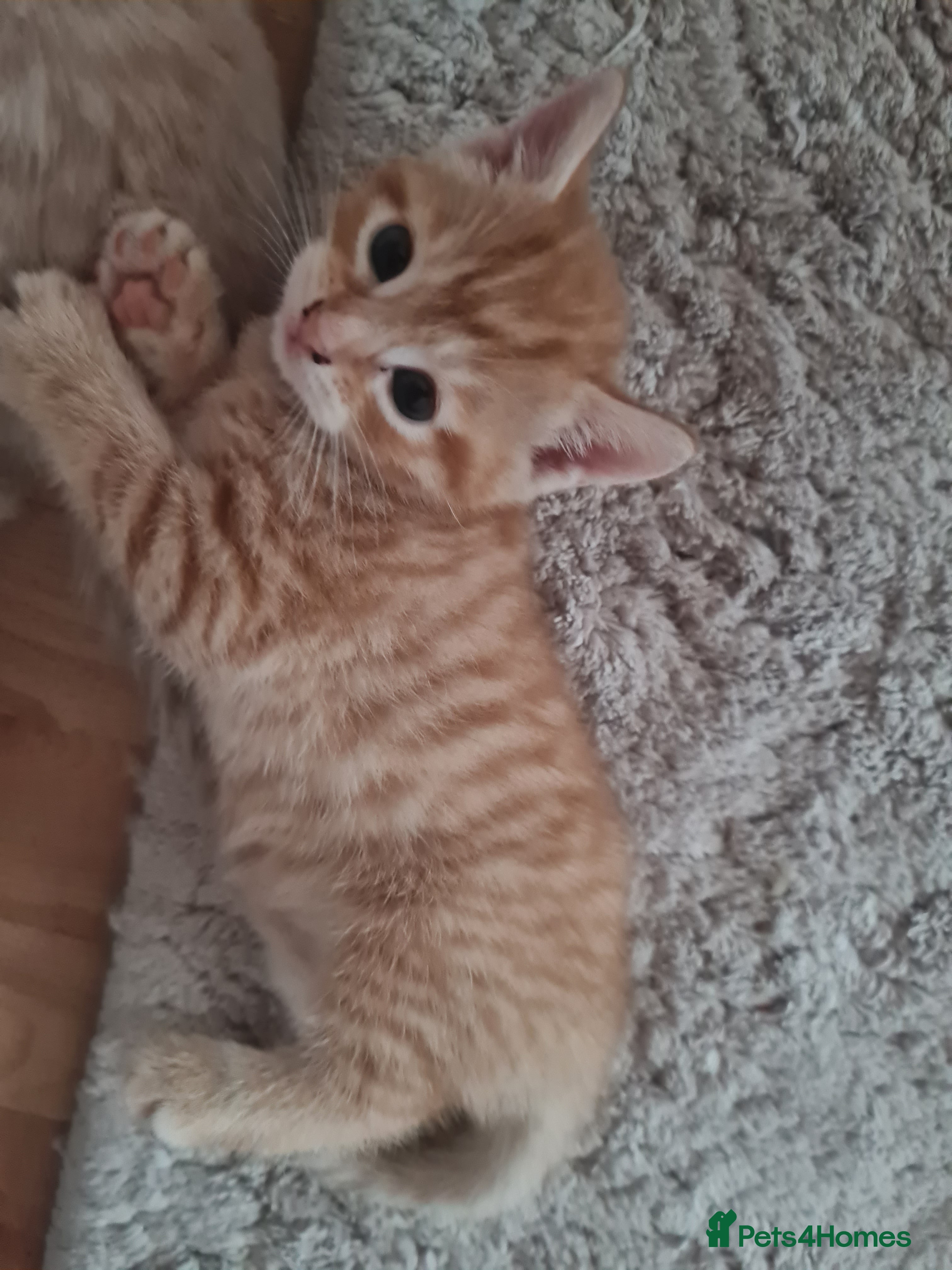 Mixed Breed cats Beautiful kittens - Advert 17
