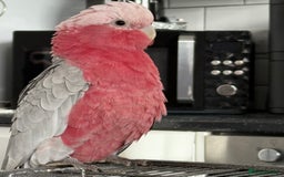 Cockatoo birds for sale: Floyd the Galah - Image 1