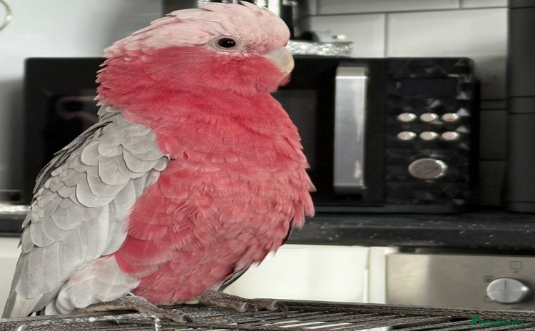 Cockatoo birds - Advert 5
