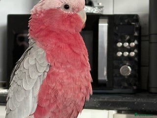 Cockatoo birds - Advert 2
