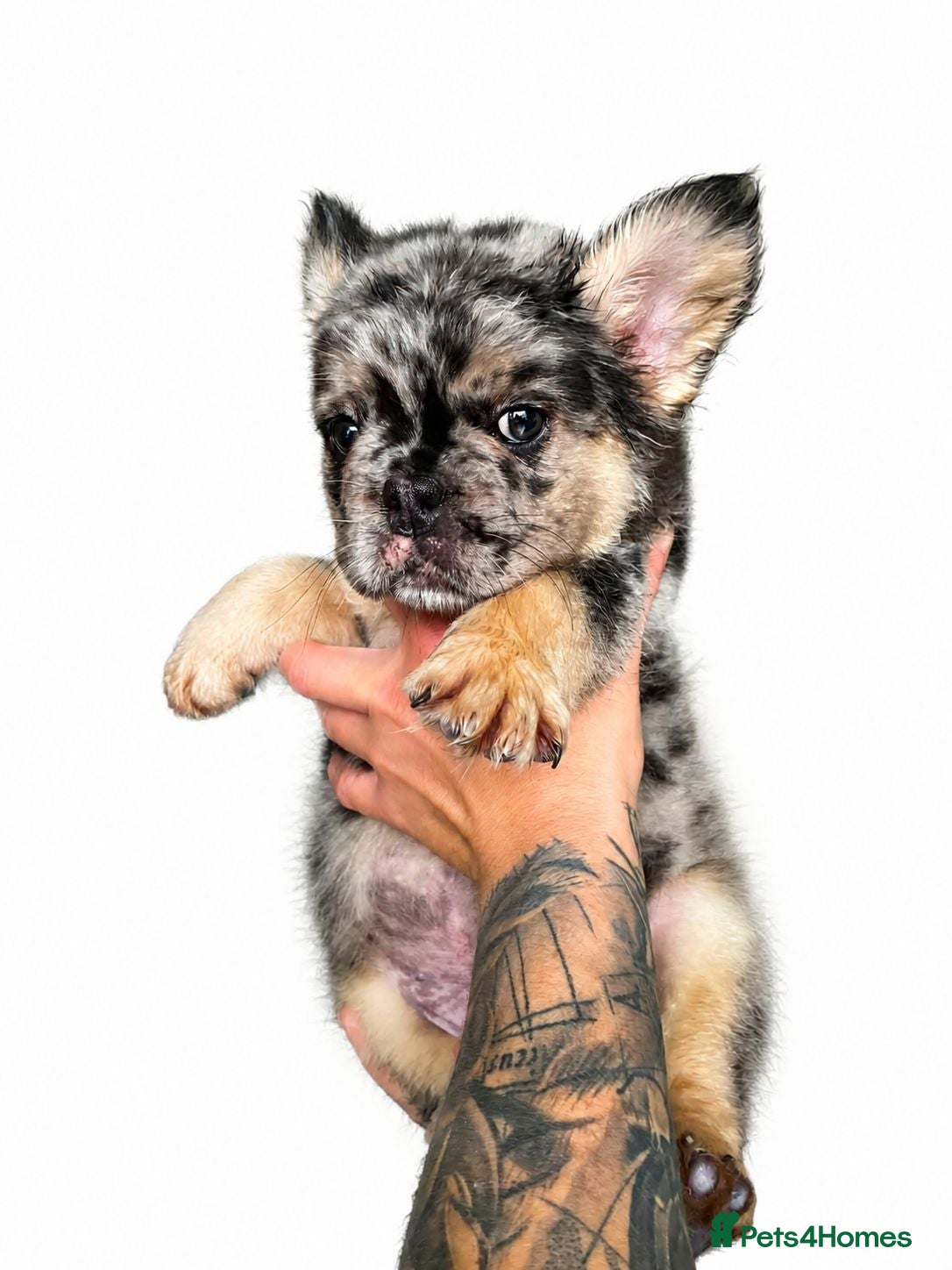 French Bulldog dogs Floodle french bulldog - Advert 2