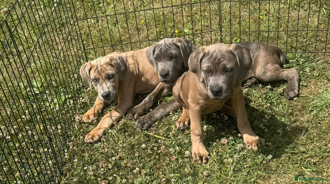 Cane Corso dogs for sale: Cane corso  MALES FULLY VACCINATED  in Dereham - Image 1