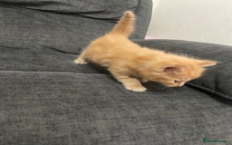 Mixed Breed cats for sale: Mixed kittens ready to go early december - Image 8