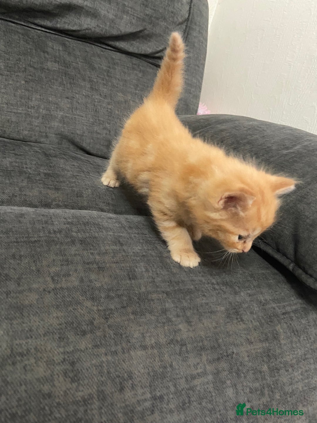 Mixed Breed cats for sale: Mixed kittens ready to go early december - Image 8