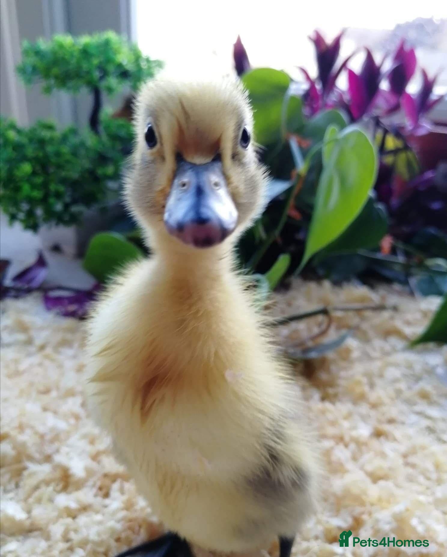 Ducks poultry Gorgeous Variety of Sexed Ducklings  - Advert 2