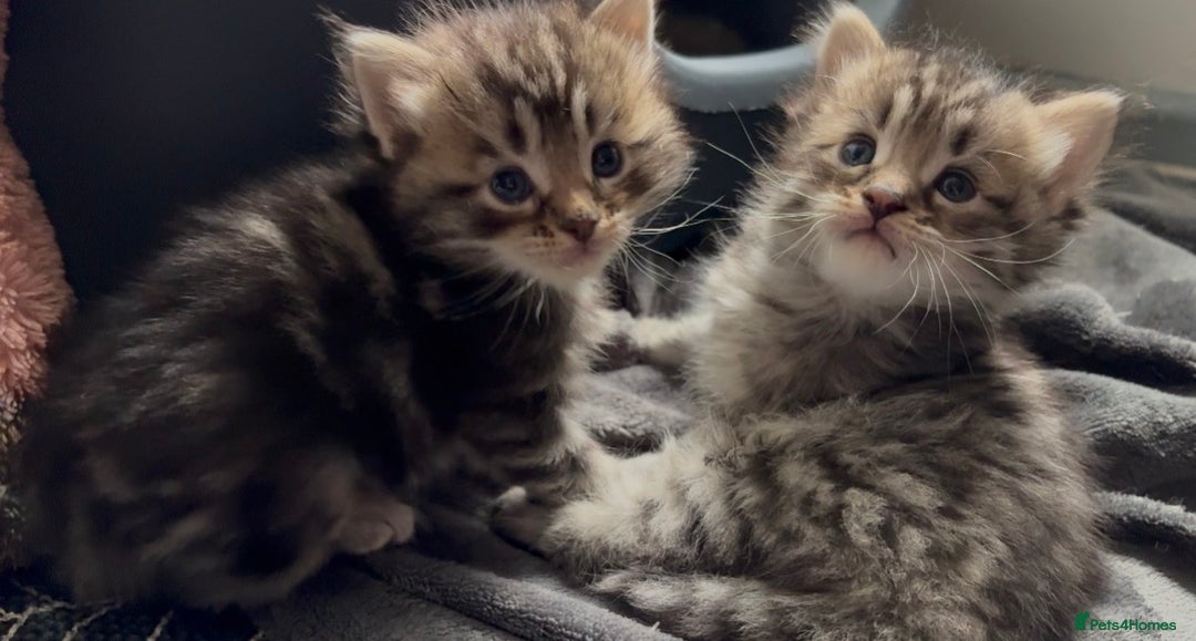 Maine Coon cats for sale: Domestic X Maine coon kittens - Image 3