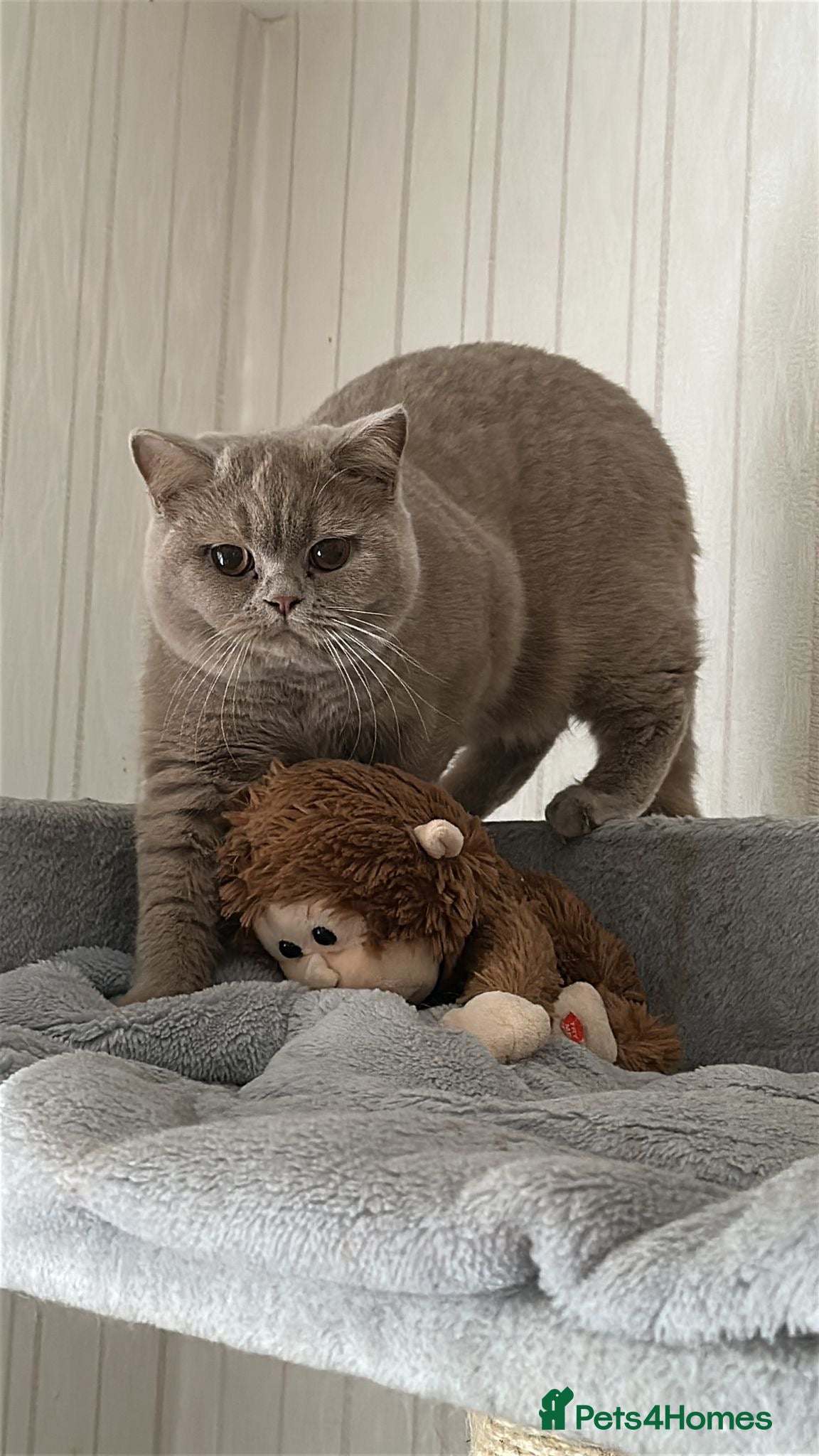 British Shorthair cats Exc   champion line - Advert 13