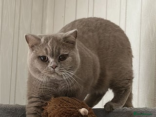 British Shorthair cats Exc champion line - Advert 13