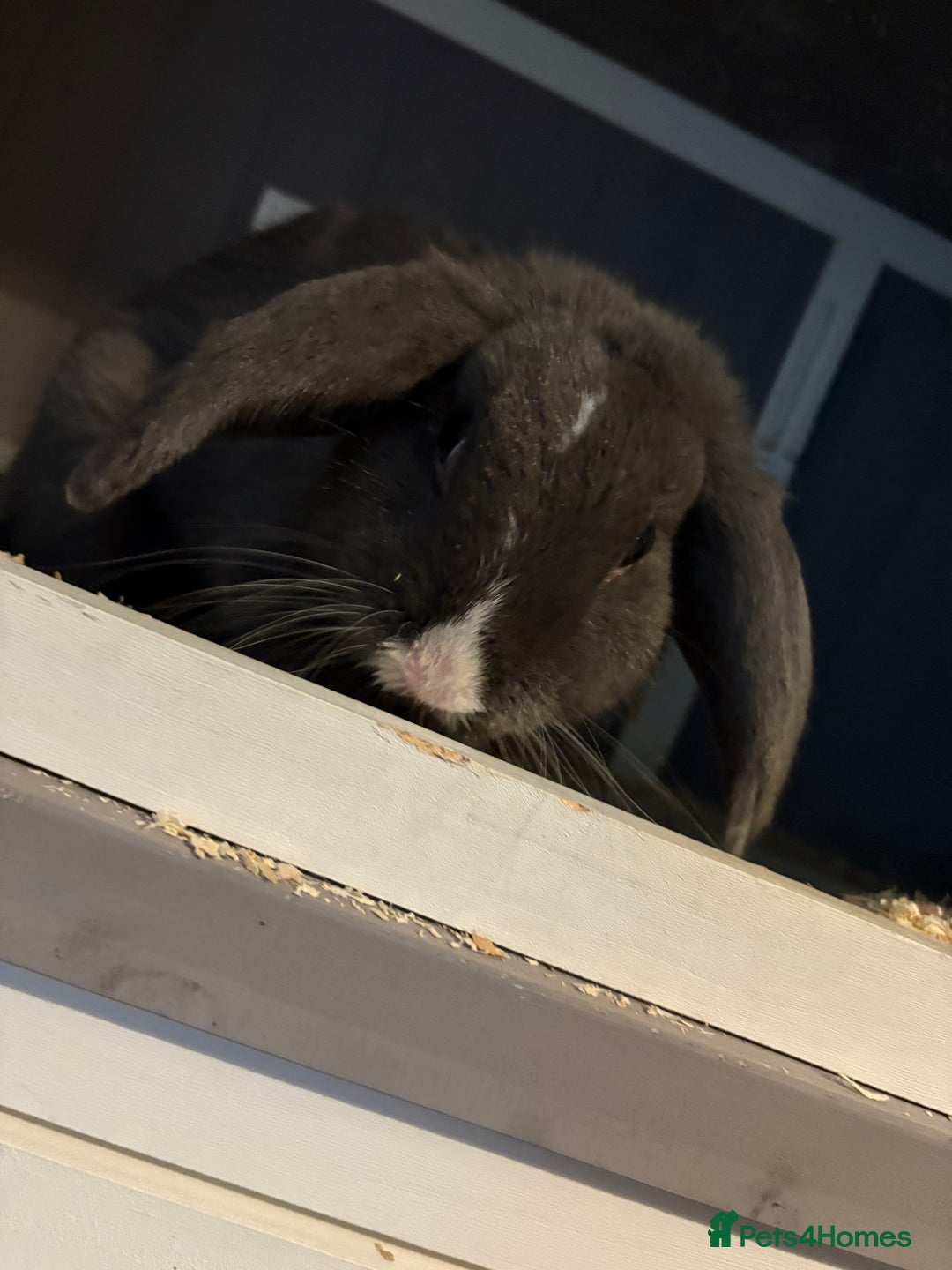 Siberian rabbits for sale: Rabbit (Benjamin) - Image 3