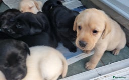 Labrador Retriever dogs for sale: Family bred Labrador puppies - Image 19