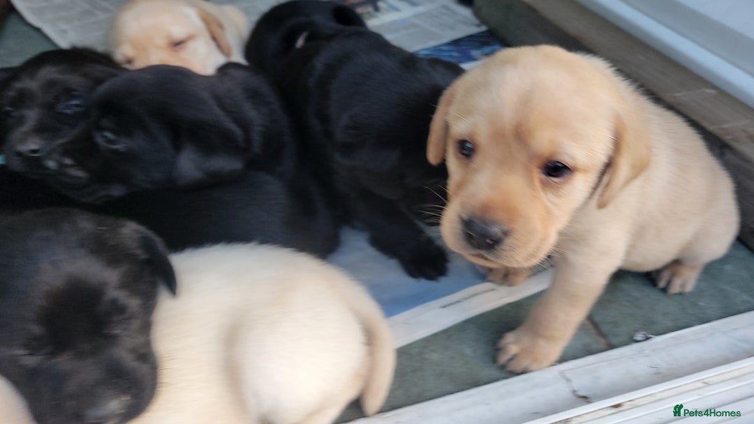 Labrador Retriever dogs for sale: Family bred Labrador puppies - Image 19
