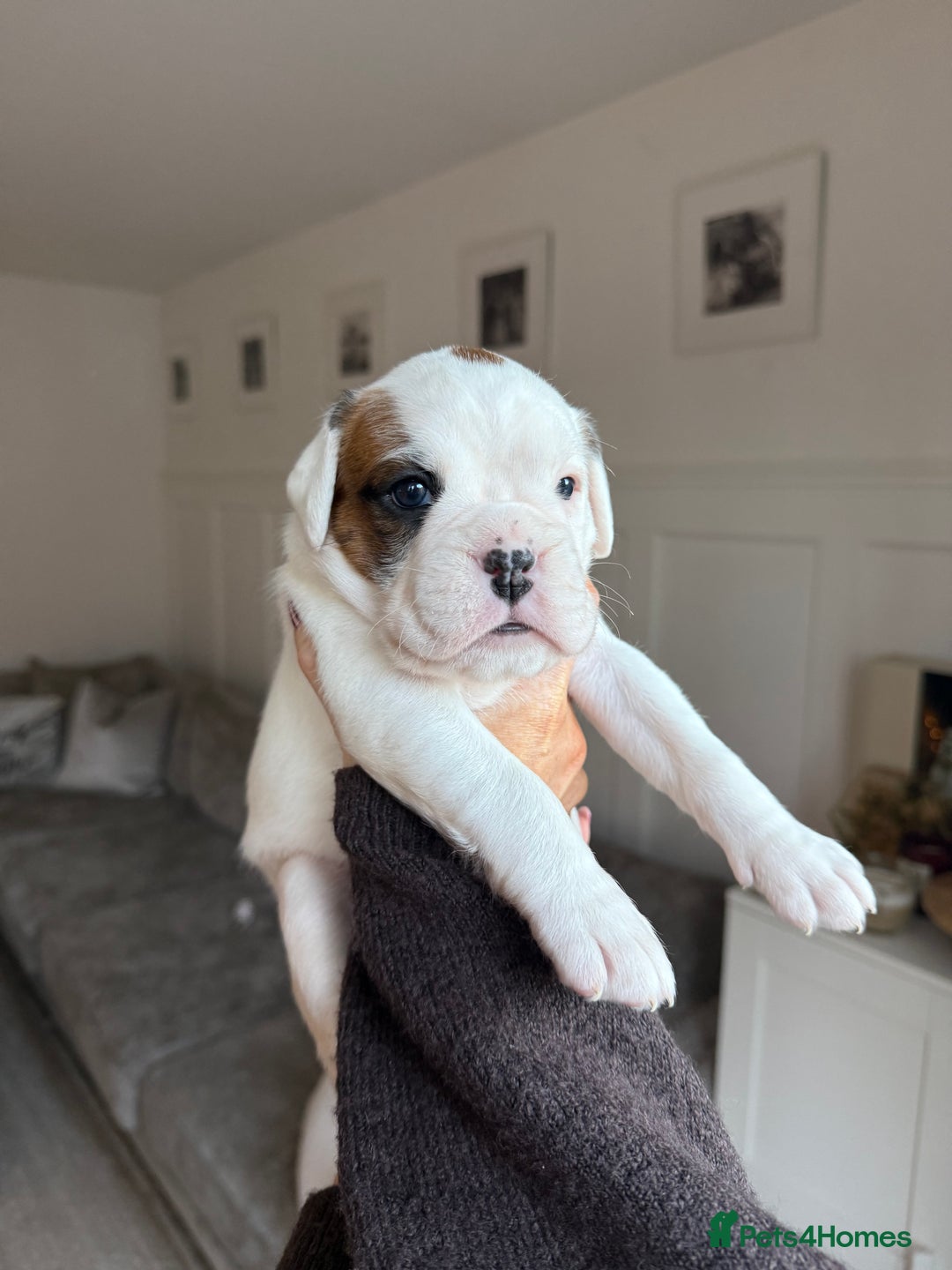 Boxer dogs for sale: 4 CHAMP BLOODLINE CHUNKY BOXER PUPS, bobtail/tail - Advert 26