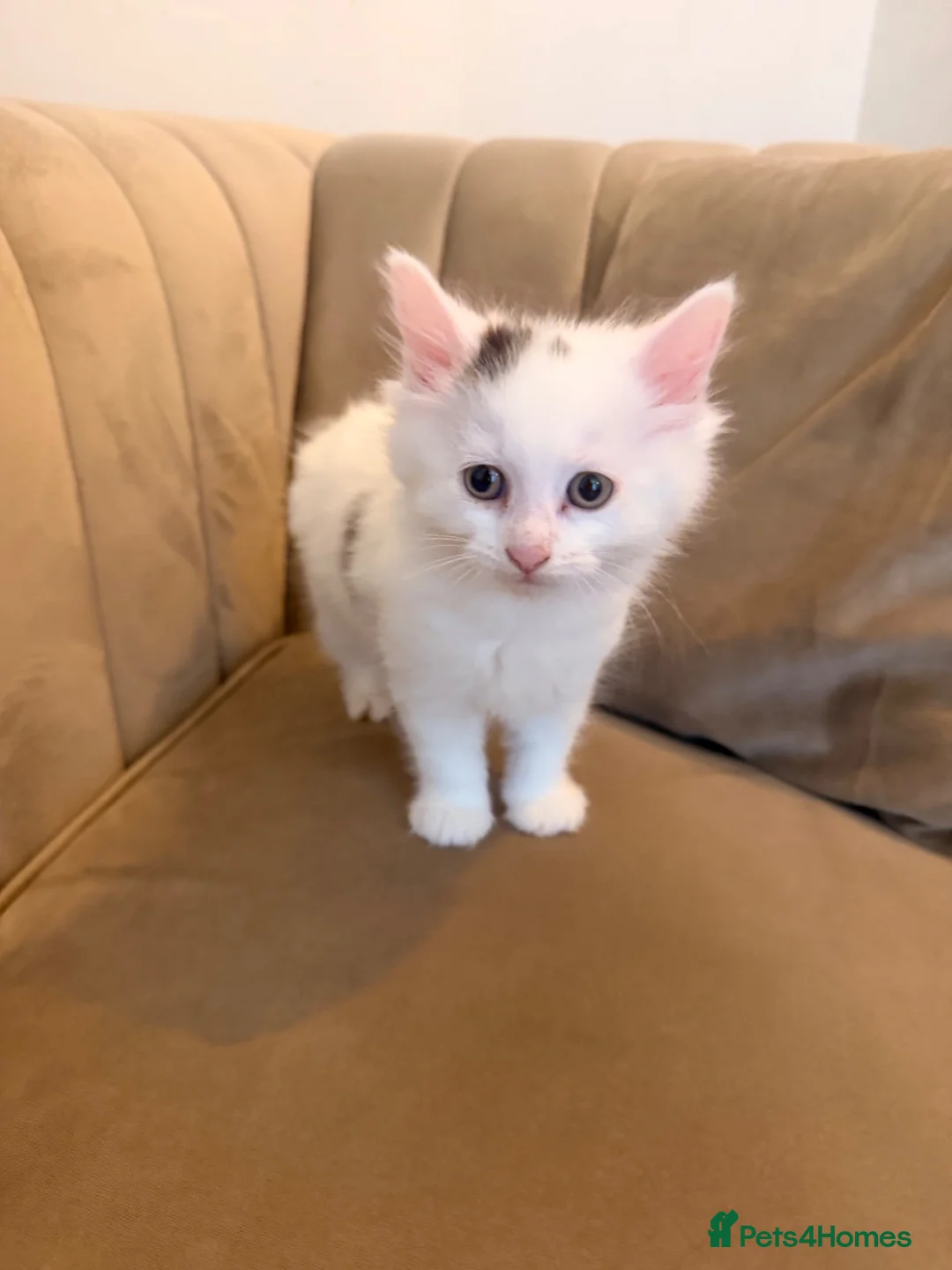 Mixed Breed cats for sale: X2 kittens available 8 weeks old long hair white  - Advert 1