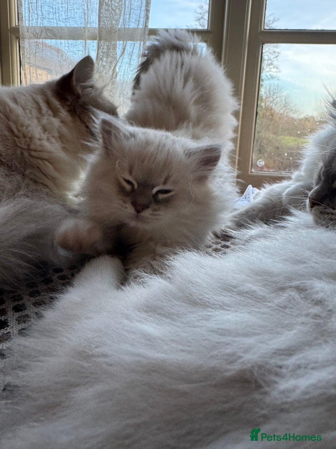 Ragdoll cats for sale: Beautiful Siberian Ragdoll cross kittens for sale - Advert 21