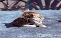 Mixed Breed cats for sale: healthy mixed kittens  - Image 3