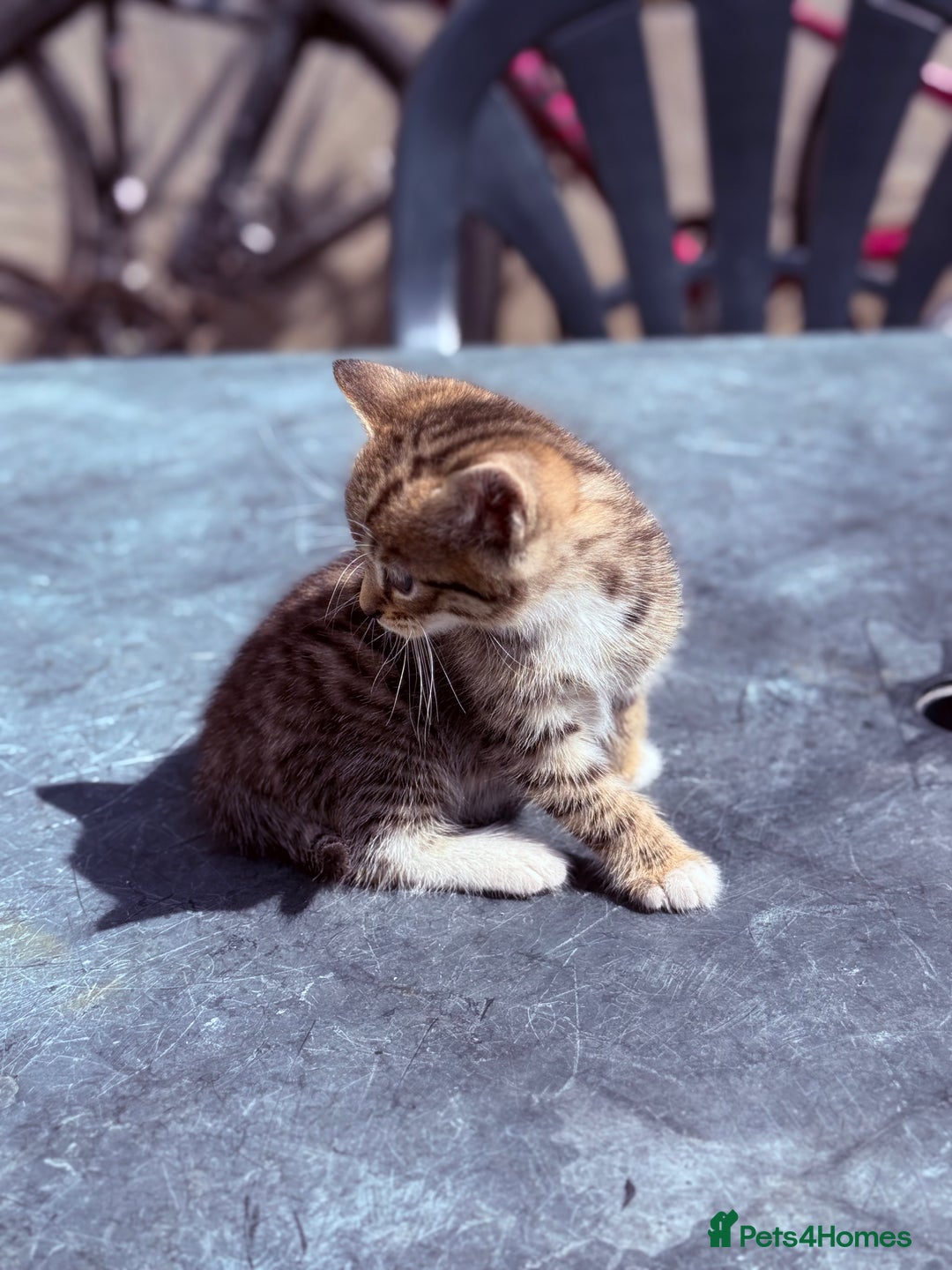 Mixed Breed cats for sale: healthy mixed kittens  - Image 3